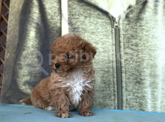 Bursa Köpek Okulundan Toy Poodle Yavrular görsel
