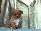 Bursa Köpek Okulundan Toy Poodle Yavrular
