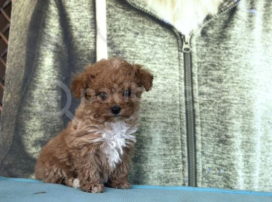 Bursa Köpek Okulundan Toy Poodle Yavrular görsel