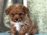 Bursa Köpek Okulundan Toy Poodle Yavrular