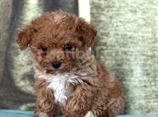 Bursa Köpek Okulundan Toy Poodle Yavrular görsel