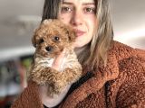 Bursa Köpek Okulundan Toy Poodle Yavrular