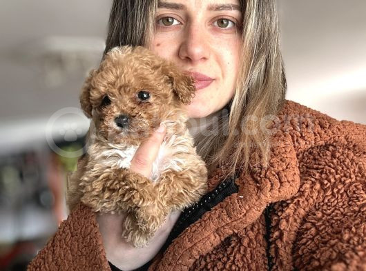 Bursa Köpek Okulundan Toy Poodle Yavrular görsel