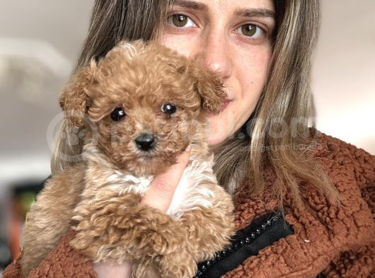 Bursa Köpek Okulundan Toy Poodle Yavrular