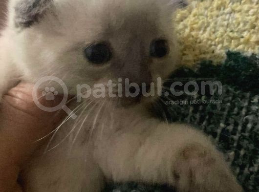 Güzellik Teslime Hazır Prenses görsel