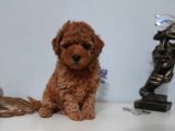 Mini boy puppy kıpkırmızı Red TOOY POODLE