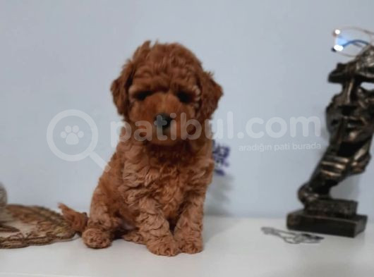 Mini Boy Puppy Kıpkırmızı Red Tooy Poodle