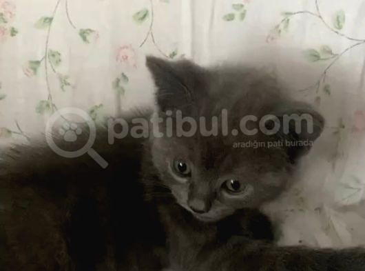 Uysal Cana Yakın Yavrumuz Teslime Hazır görsel