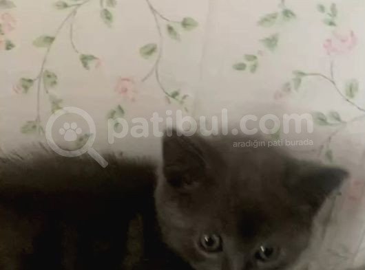 Uysal Cana Yakın Yavrumuz Teslime Hazır görsel
