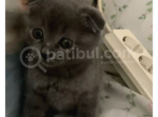 Ball Bu Minnoş Ball görsel