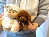 Efsane Toy Poodle Bebekleri̇