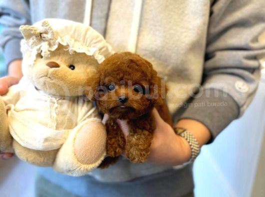 Efsane Toy Poodle Bebekleri̇ görsel
