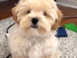 Maltipo cinsi yavrular kahve tonlu mini boy puppy