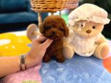 Efsane Toy Poodle Bebekleri̇
