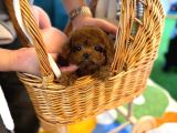 EFSANE TOY POODLE BEBEKLERİ