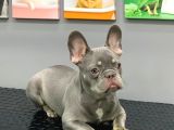 French Bulldog Li̇lak Tan Erkek Yavrumuz