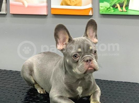 French Bulldog Li̇lak Tan Erkek Yavrumuz görsel