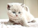 Masum Bebek Lilac British Shorthair