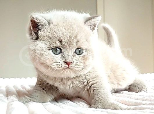 Masum Bebek Lilac British Shorthair