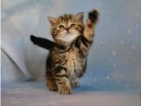 Dikkat Çekici Hatlarıyla Blackgolden British Shorthair