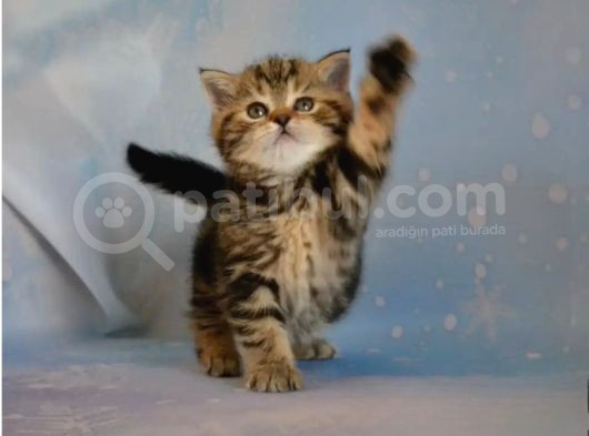 Dikkat Çekici Hatlarıyla Blackgolden British Shorthair görsel