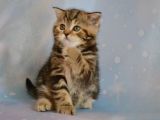 Dikkat Çekici Hatlarıyla Blackgolden British Shorthair