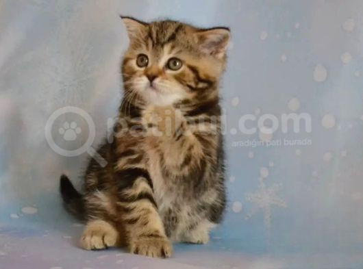 Dikkat Çekici Hatlarıyla Blackgolden British Shorthair