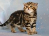 Dikkat Çekici Hatlarıyla Blackgolden British Shorthair