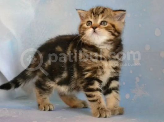 Dikkat Çekici Hatlarıyla Blackgolden British Shorthair görsel