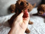 Anne Altından Mini Boy Poodle
