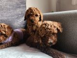 Anne Altından Mini Boy Poodle