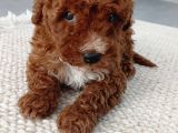 Anne altından mini boy poodle