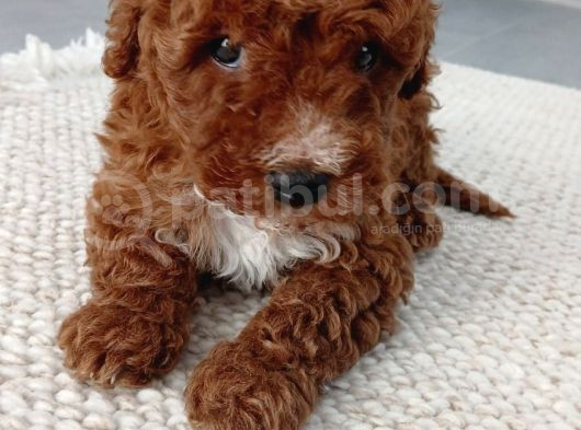 Anne altından mini boy poodle