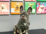 French Bulldog Li̇lak Tan Erkek Yavrumuz