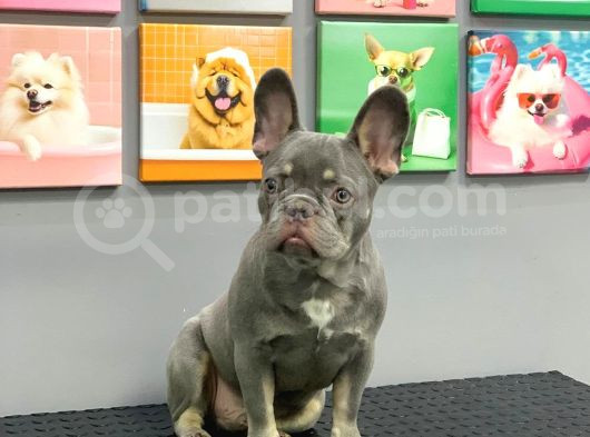 French Bulldog Li̇lak Tan Erkek Yavrumuz görsel