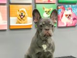 French Bulldog Li̇lak Tan Erkek Yavrumuz