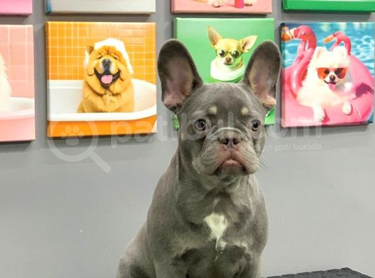 French Bulldog Li̇lak Tan Erkek Yavrumuz görsel