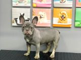 French Bulldog Li̇lak Tan Erkek Yavrumuz