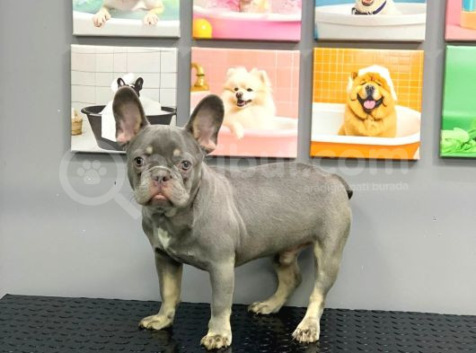 French Bulldog Li̇lak Tan Erkek Yavrumuz görsel