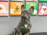 FRENCH BULLDOG LİLAK TAN ERKEK YAVRUMUZ