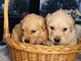 Baby Face Golden Bebekler