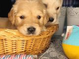 Baby face Golden bebekler
