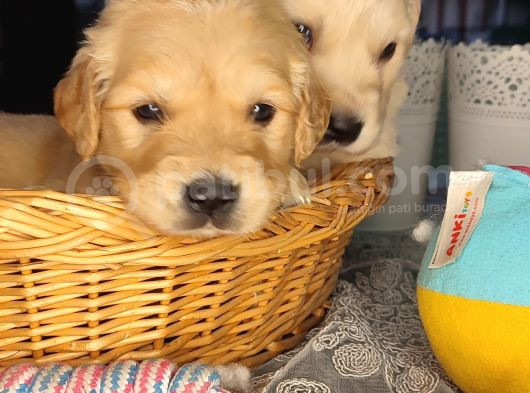 Baby Face Golden Bebekler