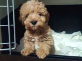 F1 maltipoo yavrular