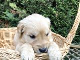 Orji̇nal Baby Face Golden Bebekler