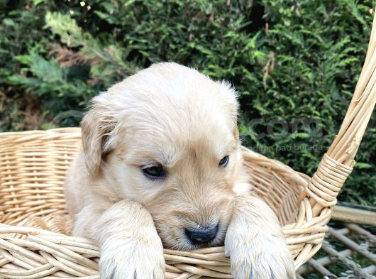 Orji̇nal Baby Face Golden Bebekler görsel
