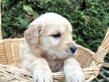 Orji̇nal Baby Face Golden Bebekler