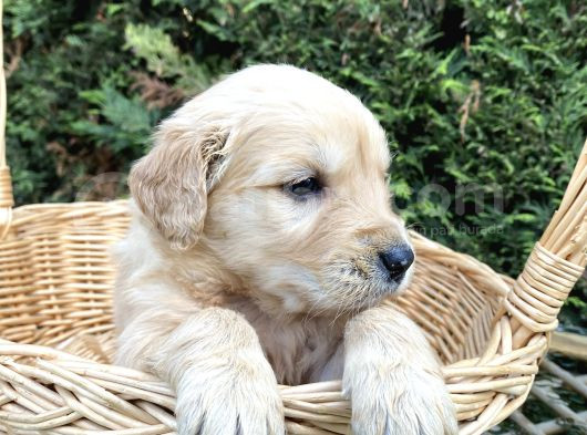 Orji̇nal Baby Face Golden Bebekler görsel