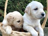 ORJİNAL BABY FACE GOLDEN BEBEKLER