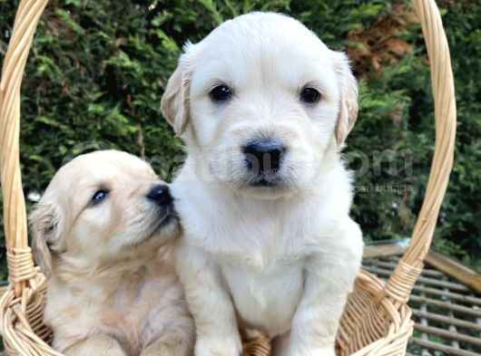 Orji̇nal Baby Face Golden Bebekler görsel